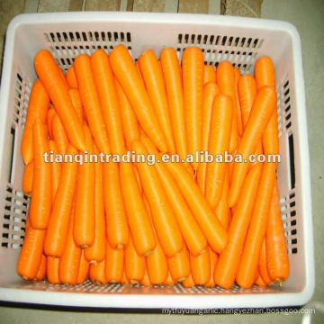 wholesale baby carrots